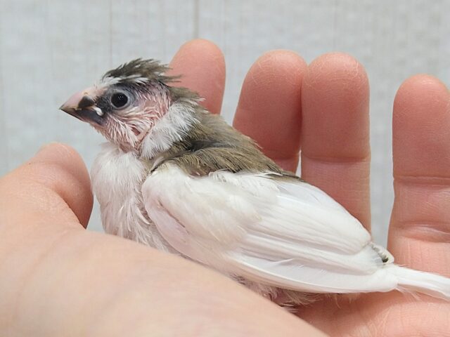 十姉妹（ジュウシマツ）