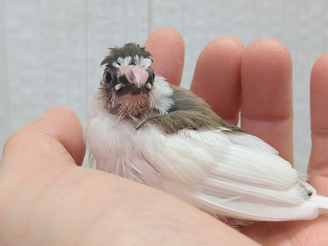 十姉妹（ジュウシマツ）