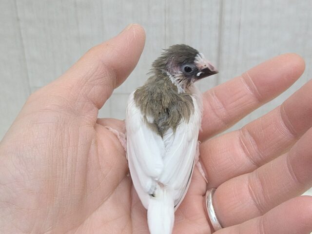 十姉妹（ジュウシマツ）