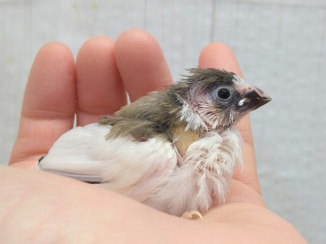 十姉妹（ジュウシマツ）