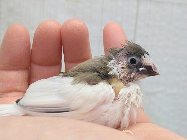 十姉妹（ジュウシマツ）