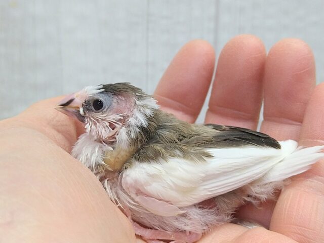 十姉妹（ジュウシマツ）