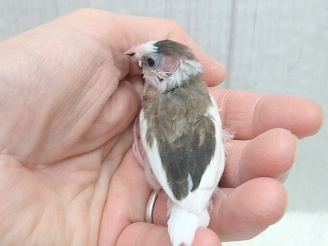 十姉妹（ジュウシマツ）