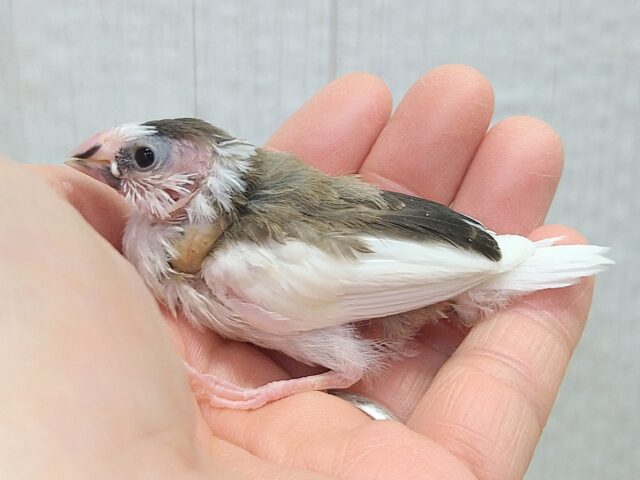 十姉妹（ジュウシマツ）