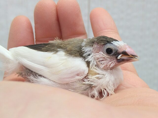 十姉妹（ジュウシマツ）