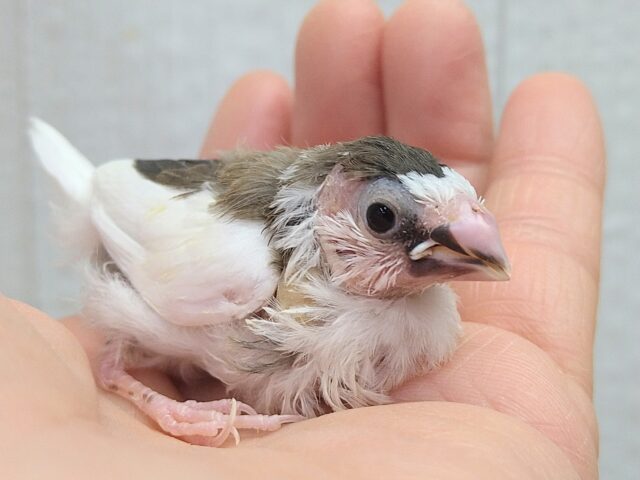 十姉妹（ジュウシマツ）