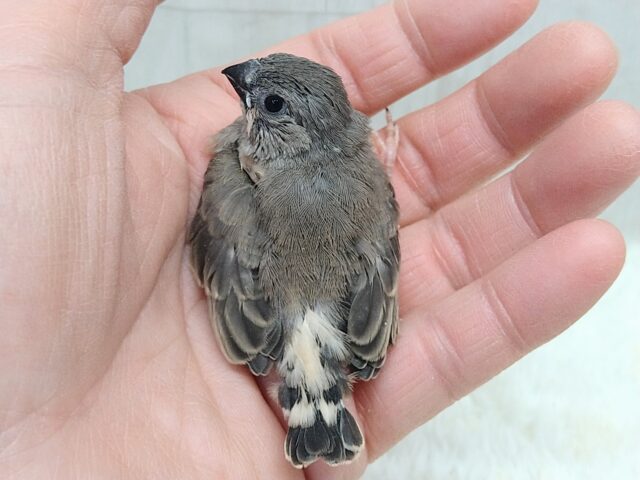 錦花鳥（キンカチョウ）