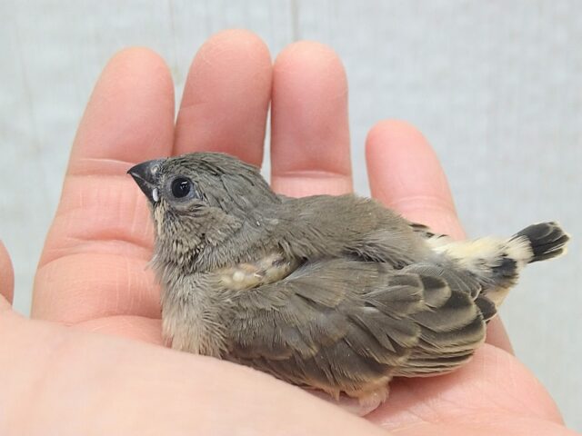 錦花鳥（キンカチョウ）