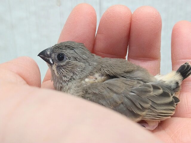 錦花鳥（キンカチョウ）