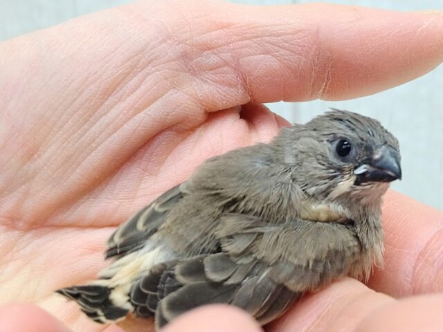 錦花鳥（キンカチョウ）