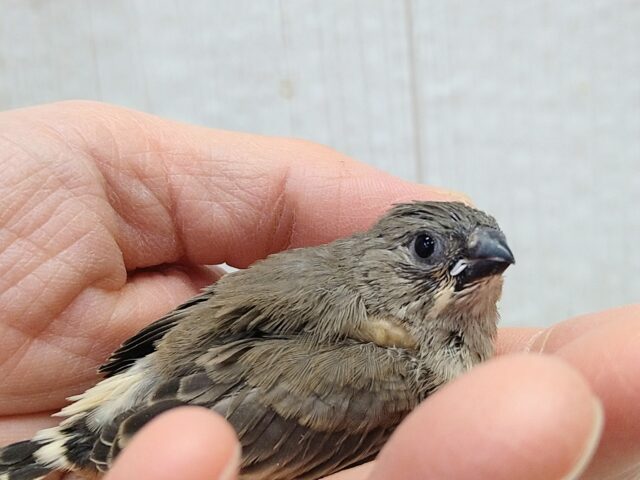 錦花鳥（キンカチョウ）