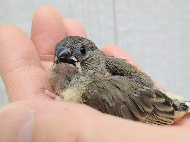 錦花鳥（キンカチョウ）