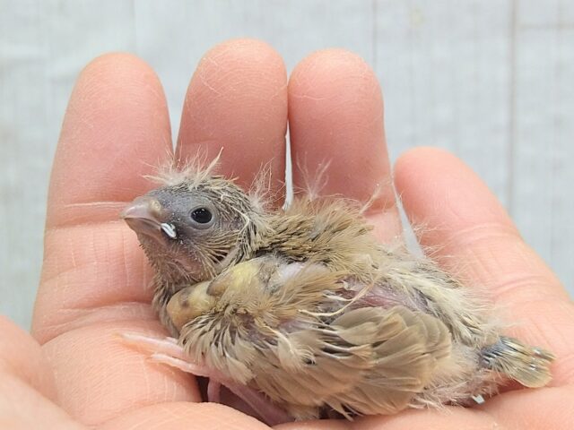 錦花鳥（キンカチョウ）