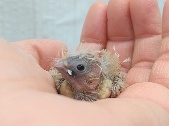 錦花鳥（キンカチョウ）