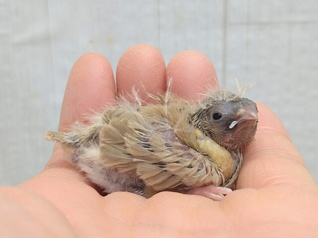 錦花鳥（キンカチョウ）