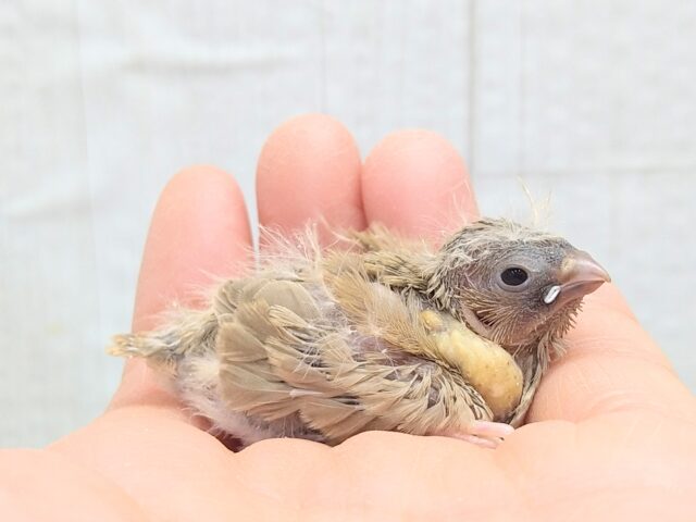 錦花鳥（キンカチョウ）