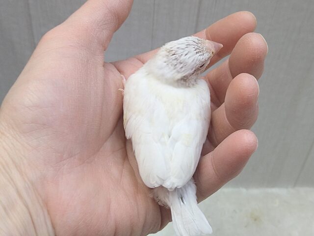 シルバーイノ文鳥