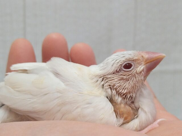 シルバーイノ文鳥