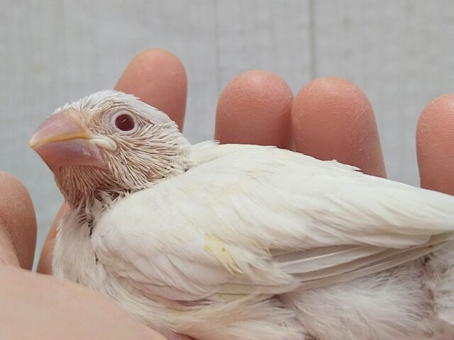 シルバーイノ文鳥