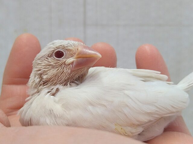 シルバーイノ文鳥