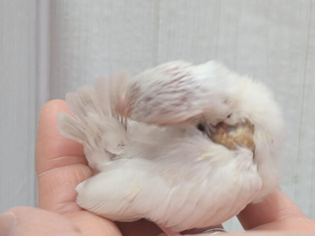 シルバーイノ文鳥