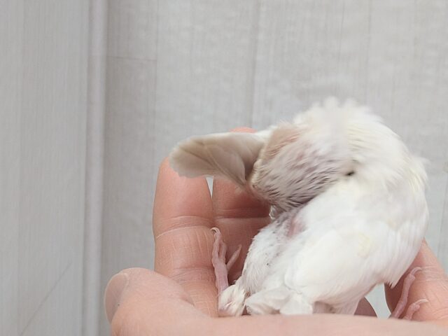 シルバーイノ文鳥