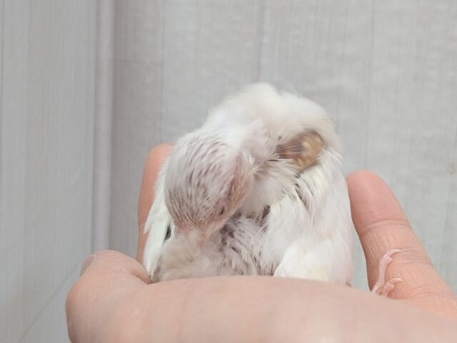 シルバーイノ文鳥