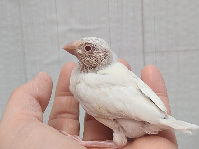 シルバーイノ文鳥