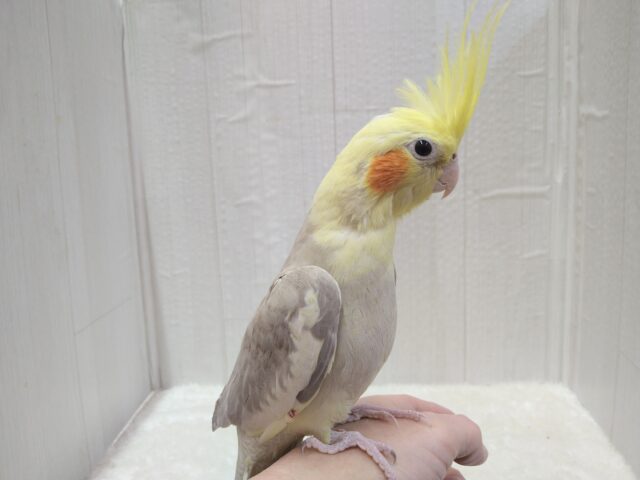 オカメインコ