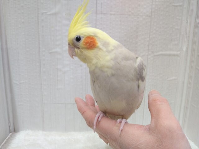 オカメインコ
