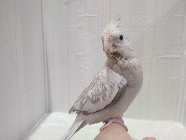 最新画像有ります❗️優しさ溢れる🫶💕︎︎モノトーンのオシャレさん😎✨オカメインコ(ホワイトフェイスシナモンパール) オカメインコ