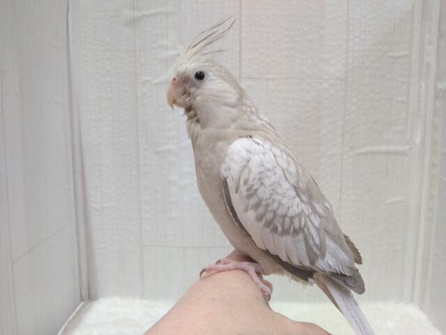 最新画像有ります❗️優しさ溢れる🫶💕︎︎モノトーンのオシャレさん😎✨オカメインコ(ホワイトフェイスシナモンパール) オカメインコ