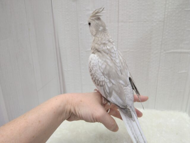 最新画像有ります❗️優しさ溢れる🫶💕︎︎モノトーンのオシャレさん😎✨オカメインコ(ホワイトフェイスシナモンパール) オカメインコ