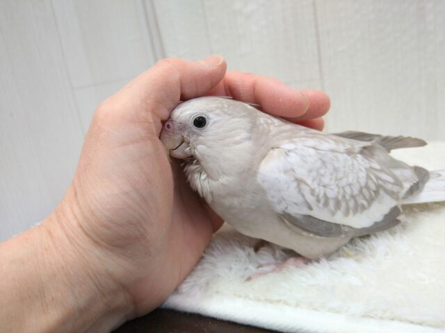 最新画像有ります❗️優しさ溢れる🫶💕︎︎モノトーンのオシャレさん😎✨オカメインコ(ホワイトフェイスシナモンパール) オカメインコ