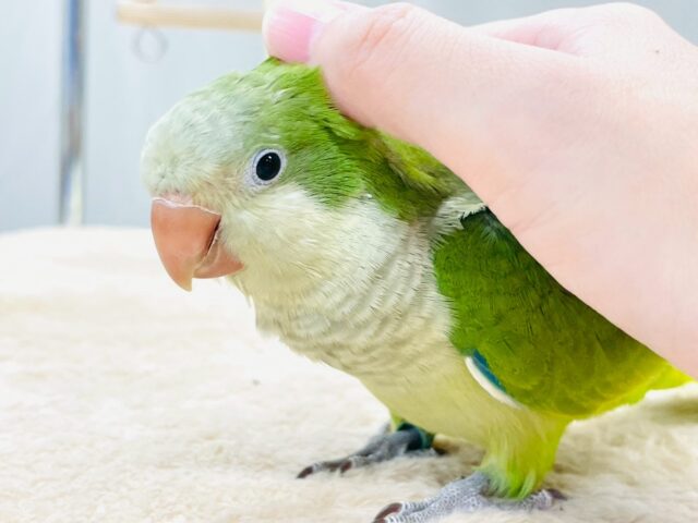 オキナインコ