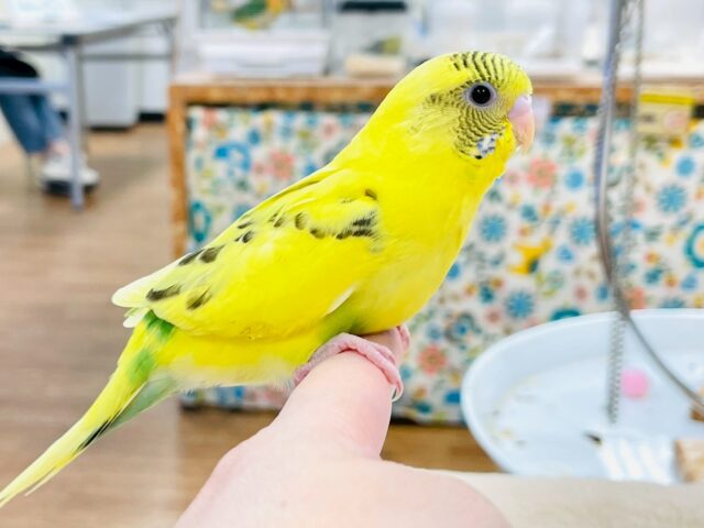 セキセイインコ