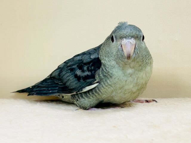 サザナミインコ