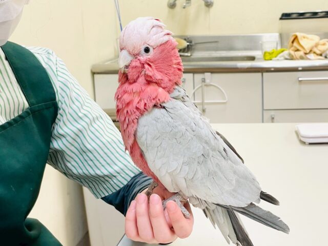 【最新画像更新🪄💫】ピンク色のラブリーボーイ登場🍑✨モモイロインコ(男の子) モモイロインコ