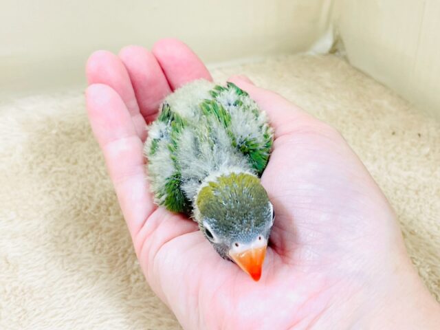キエリボタンインコ