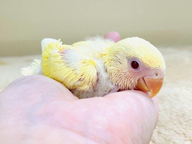 【最新画像🪄︎︎💫ひな餌卒業】赤い瞳とクリームカラーの奇跡のマッチ❣️コザクラインコ(クリームルチノー) コザクラインコ(小桜インコ)