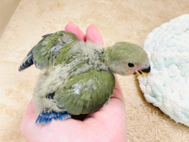 コザクラインコ（小桜インコ）