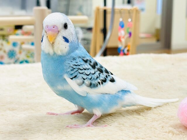 セキセイインコ