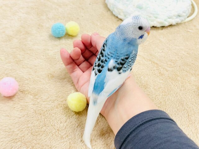セキセイインコ