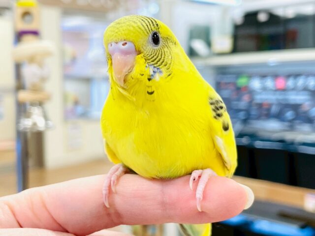 セキセイインコ