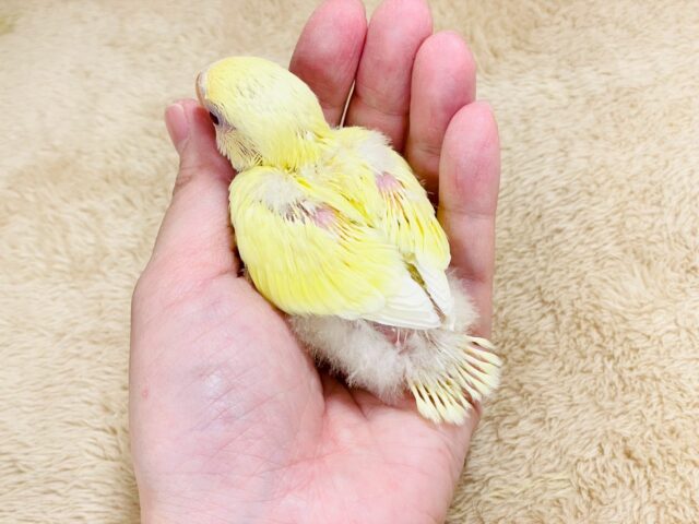 【最新画像🪄︎︎💫ひな餌卒業】赤い瞳とクリームカラーの奇跡のマッチ❣️コザクラインコ(クリームルチノー) コザクラインコ(小桜インコ)
