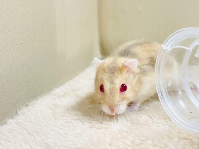 ドワーフハムスターの1種