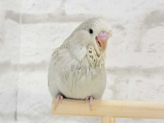 ジャンボセキセイインコ