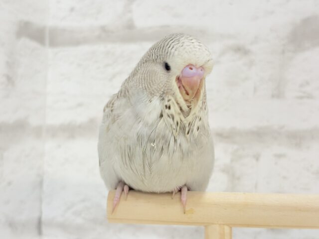 ジャンボセキセイインコ