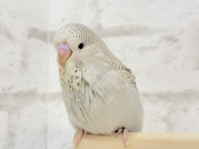 ジャンボセキセイインコ