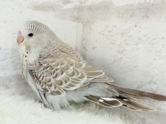 ジャンボセキセイインコ